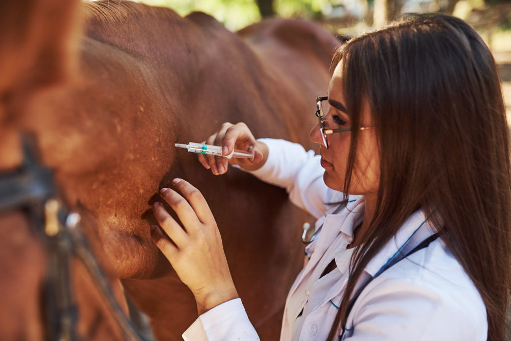 Quest (Moxidectin) for Horses: When and How to Use It Safely