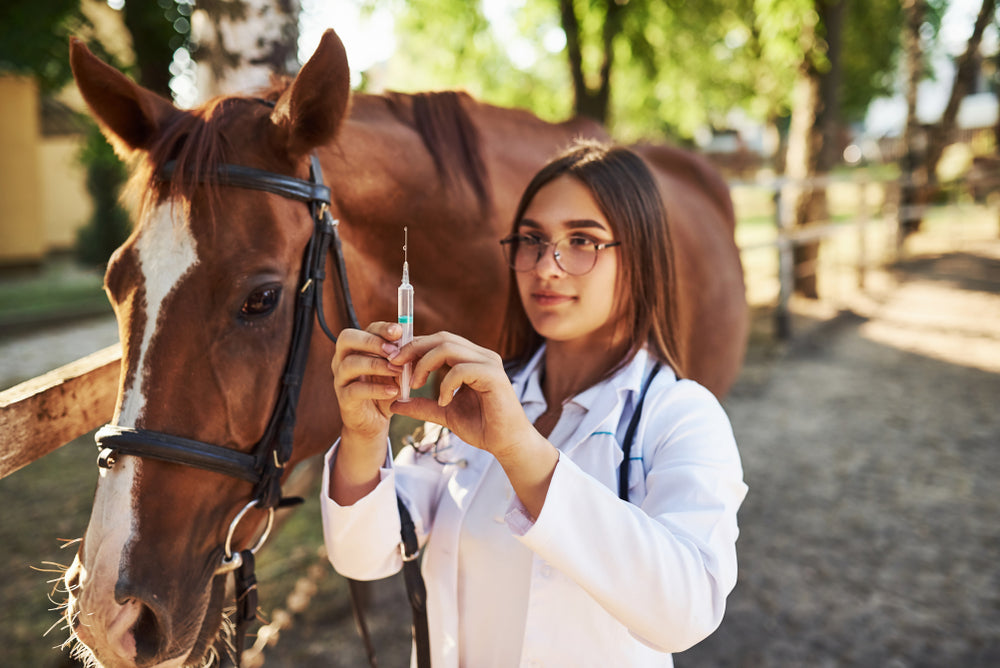 First Aid for Horses: What To Do Before the Vet Arrives