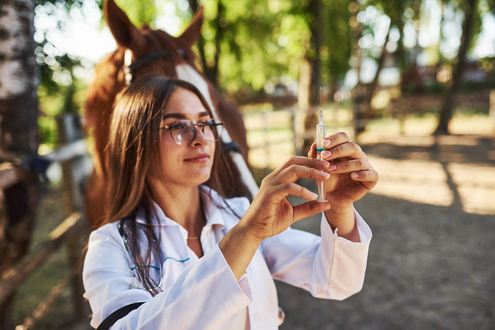 How to Safely Handle a Horse During Veterinary Treatment and Sedation