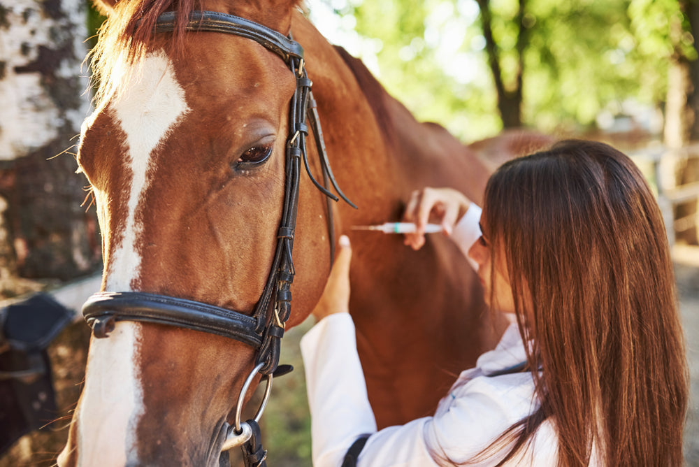 EPM in Horses