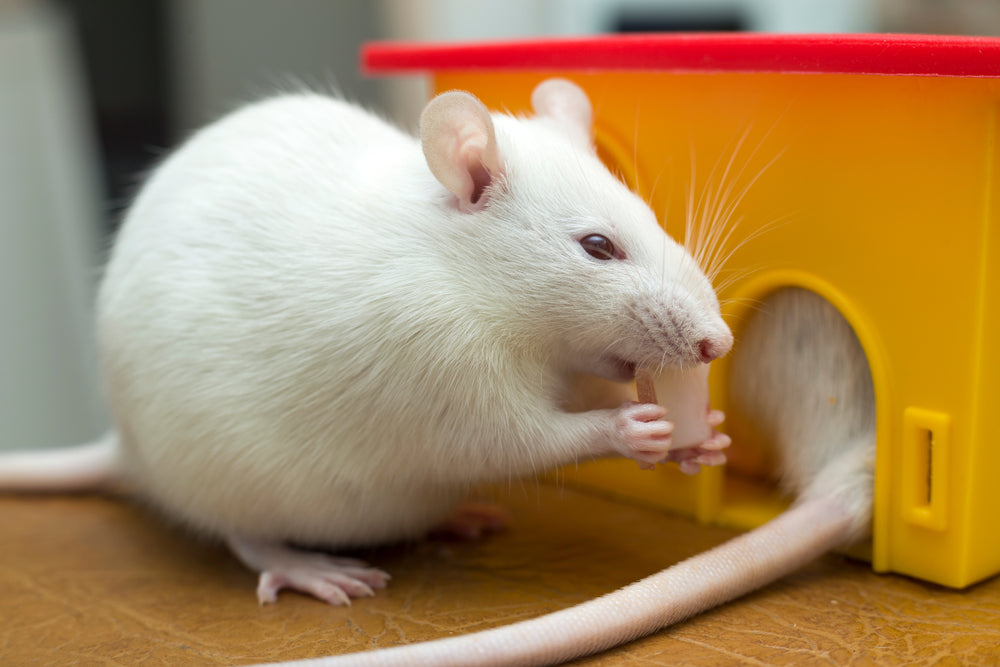 Do Rat Teeth Need Trimming?
