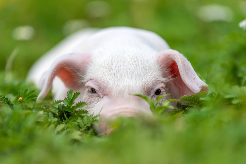 Pig Health Issues
