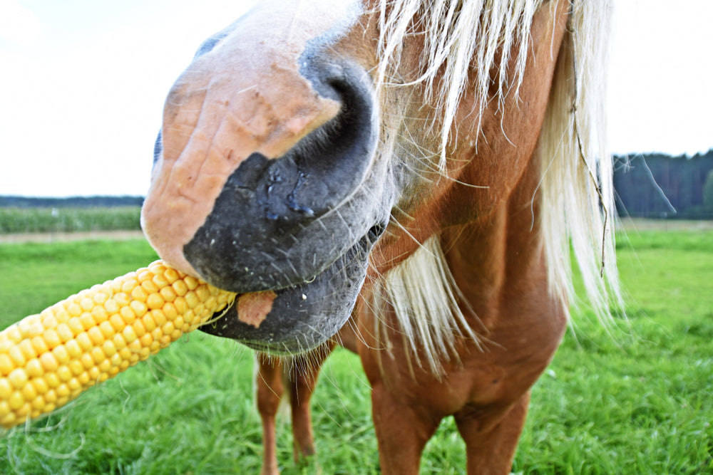 Feeding Corn to Horses: Vet-Approved Pros and Cons for 2025 🌽🐴⚖️