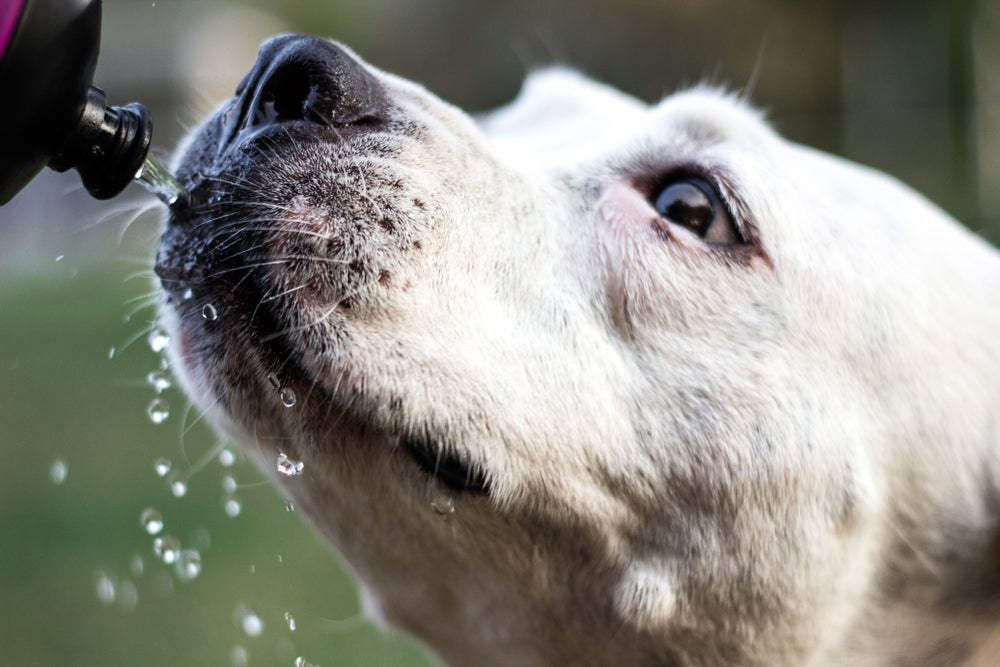 Ice Water and Dog Bloat
