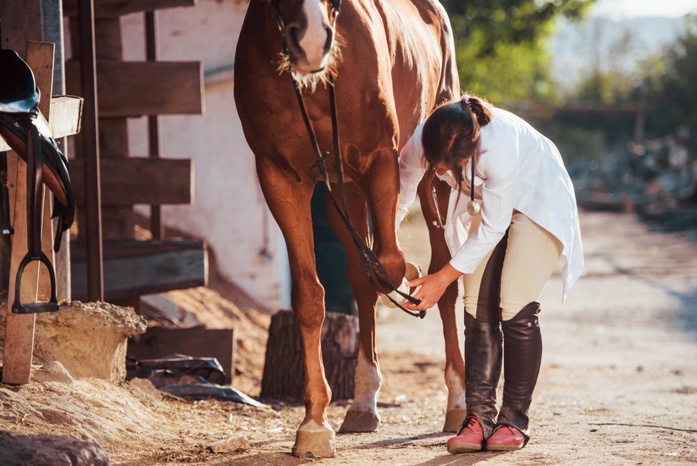 Using X-Rays to Guide Hoof Trimming in Horses: When They Help and When They Are Essential