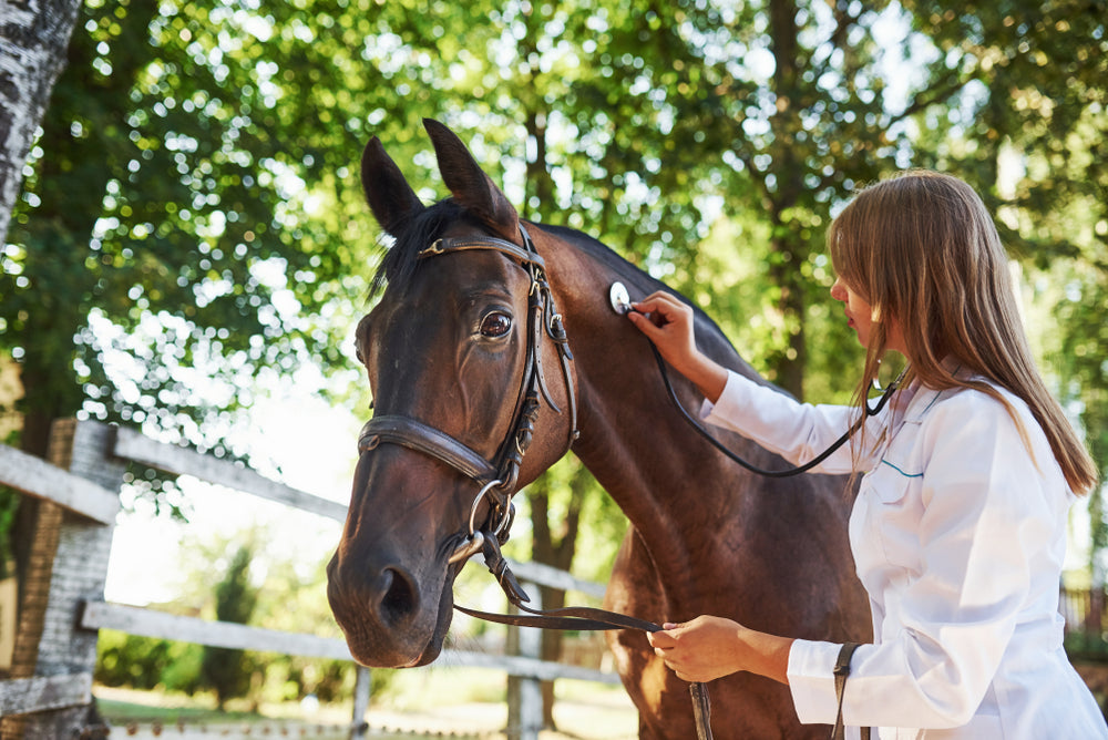 How To Monitor Cushing’s Disease in Horses