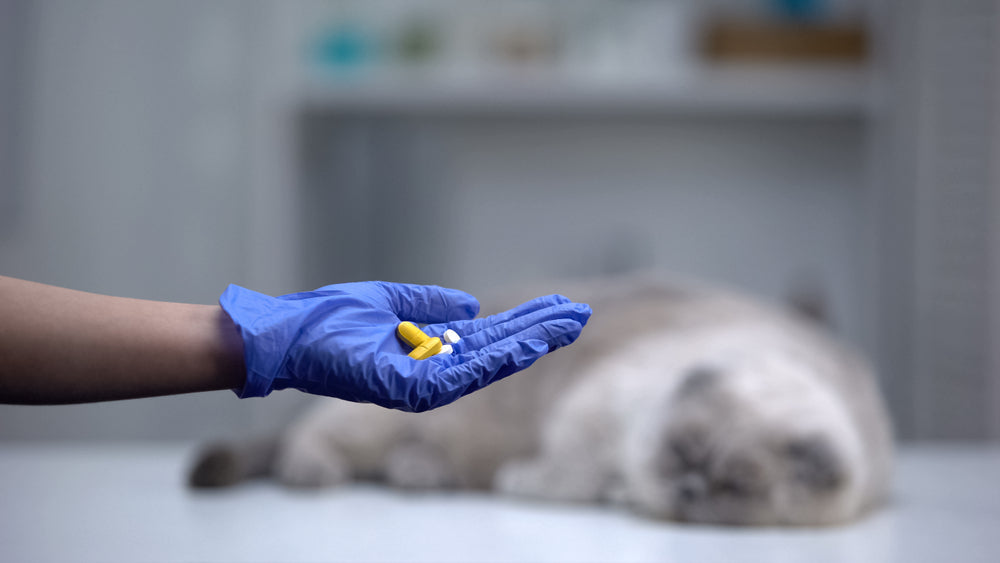 Teixobactin Antibiotic: What It Means for Pets and Antibiotic Resistance