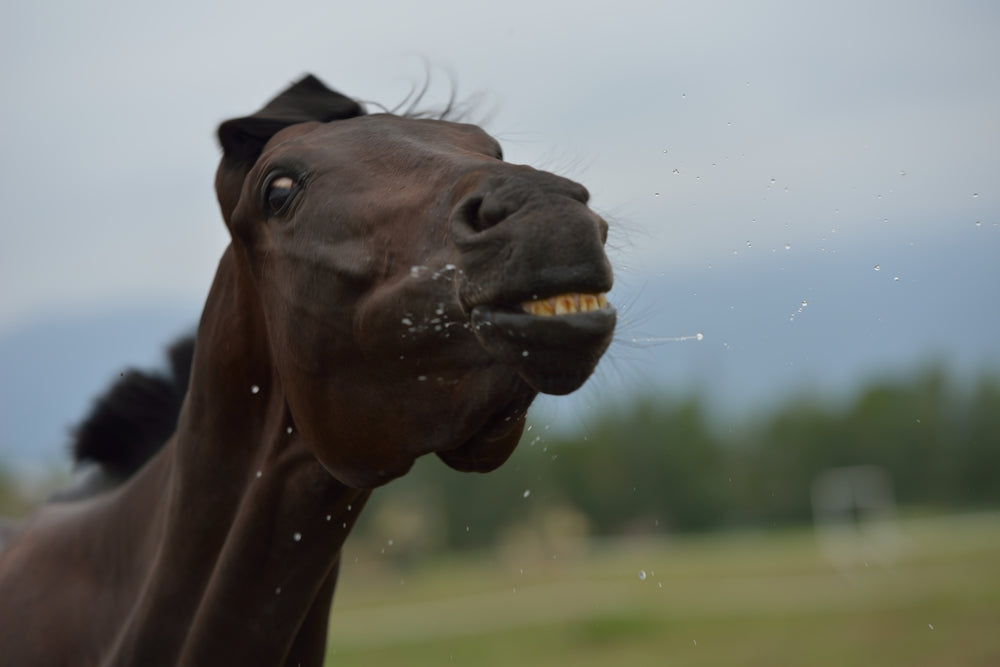 Slobbers in Horses