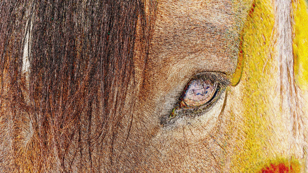 Why Is My Horse’s Eye Watering, Squinting, or Cloudy?
