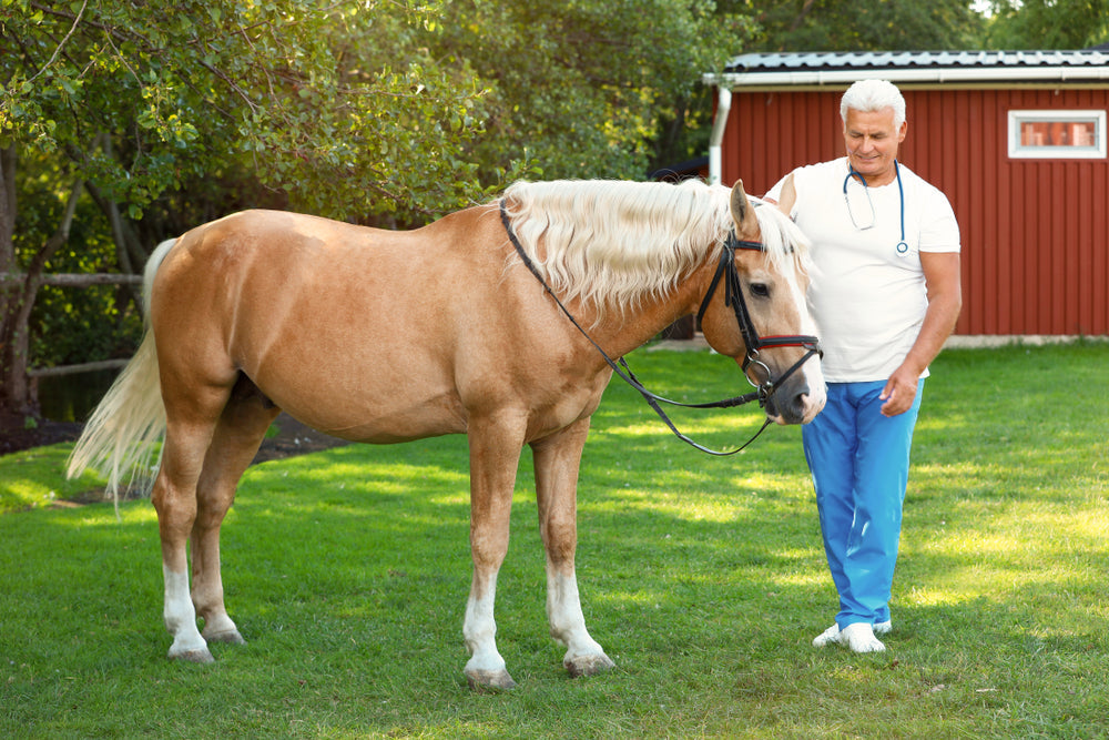 Canker in Horse Hooves: Signs, Treatment and When It Is Not Thrush