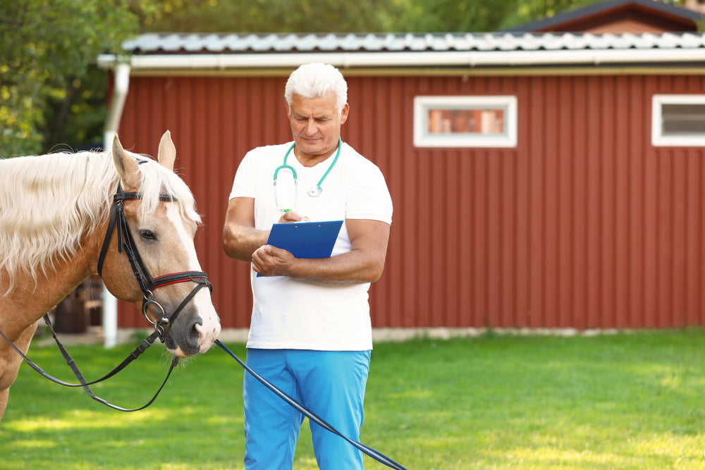 Arthritis in Horses: Signs, Treatment and Pain Management