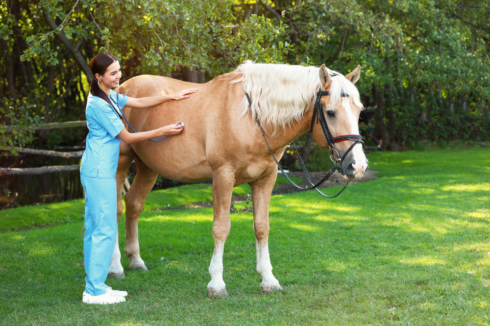 Stem Cell Therapy in Horses: Evidence, Risks and Realistic Expectations