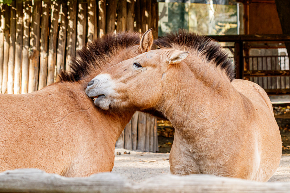 Is Your Horse at Risk of Insulin-Related Laminitis?