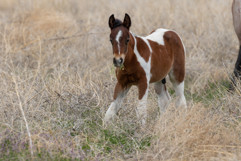 Lawsonia in Foals: Diarrhea, Edema and Treatment
