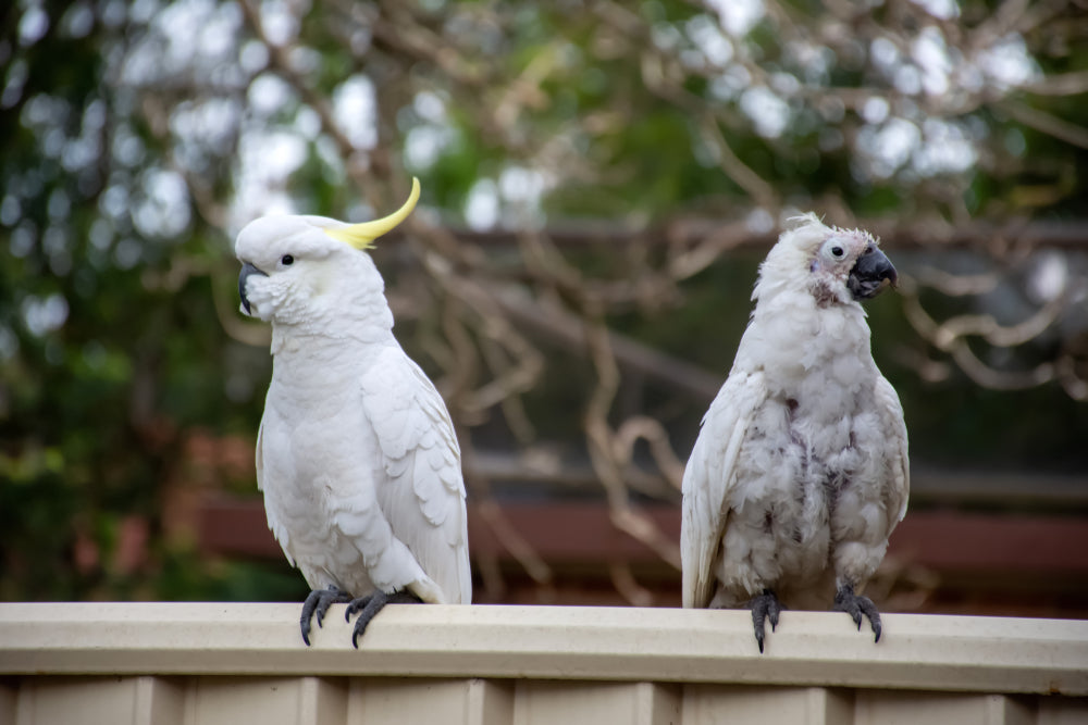 PBFD in Parrots: Symptoms, Testing, Treatment and What a Positive Result Means