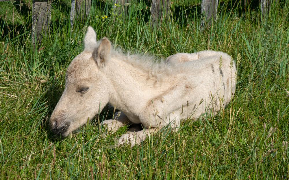 Newborn Foal Leg Problems