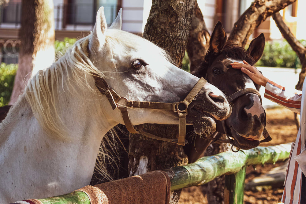 Why Compounded Bute for Horses Is Risky