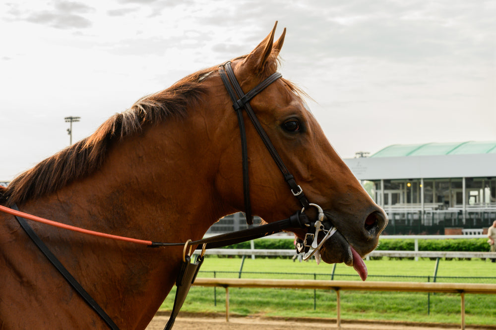 Stringhalt in Horses: Signs, Causes and Treatment