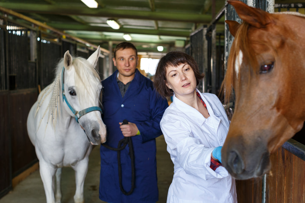 How to Choose Horse Supplements Wisely