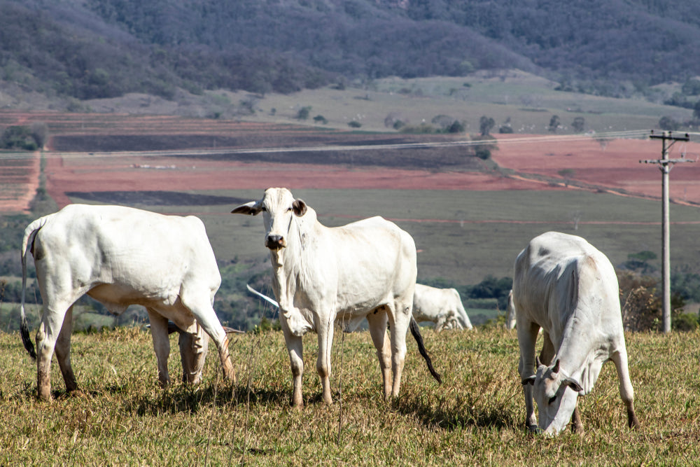 Do Brahman-Type Cattle Need Less Protein?
