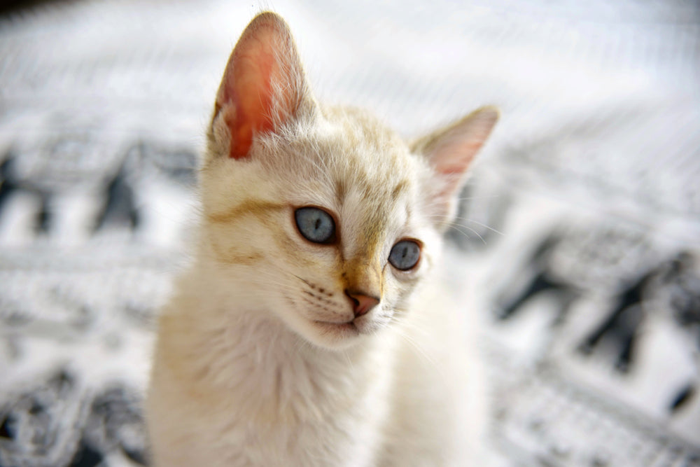 🐱✨ Ways to Enrich Your Cat’s Life and Boost Their Happiness 🧠🐾