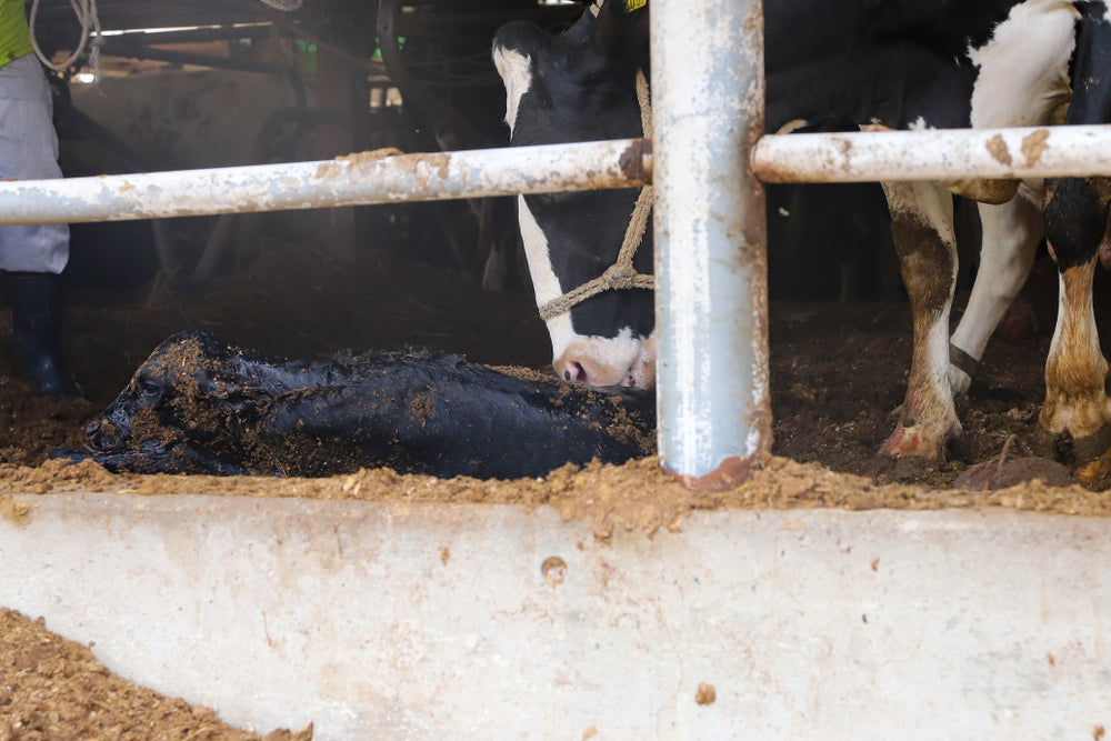 How to Assess Fetal Viability in Cattle