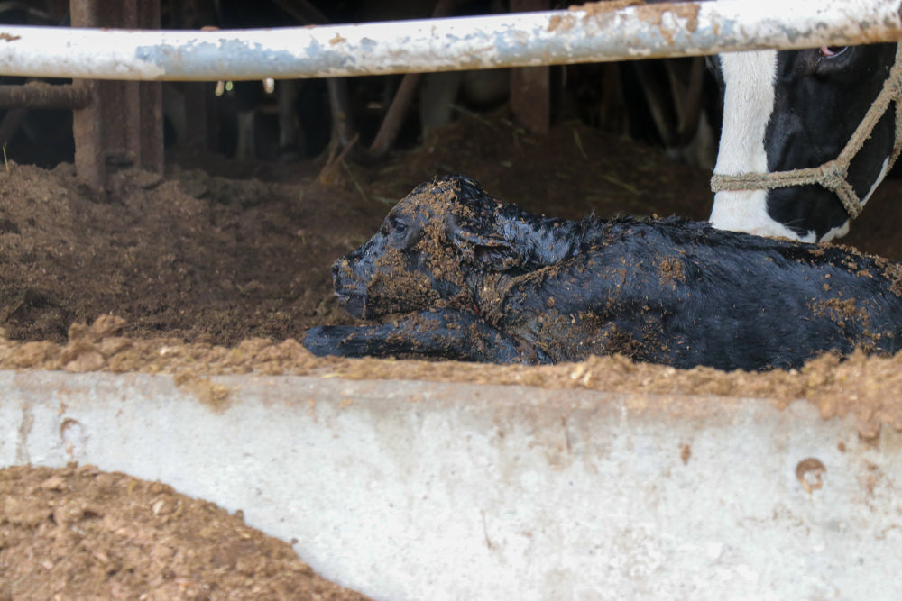 How to Reduce Pregnancy Loss in Beef Cattle