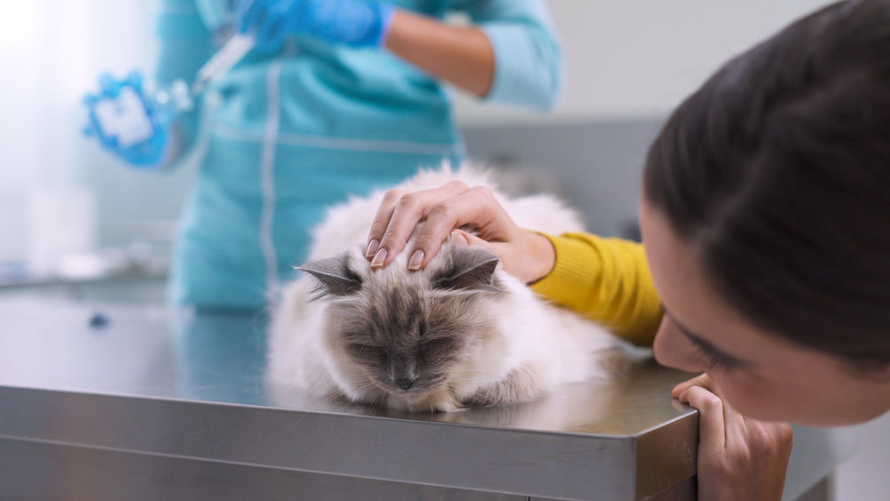 Amoxicillin Clavulanic Acid (Clavamox®) for Pets