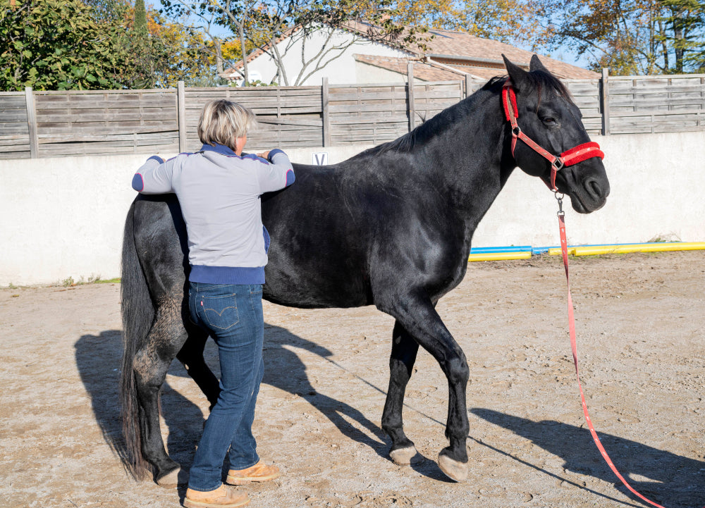 Is Kissing Spines in Horses Hereditary?