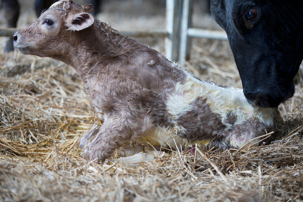 Electrolytes for Calves with Diarrhea