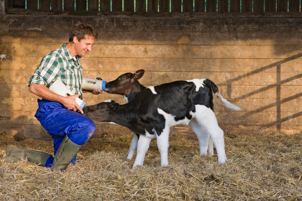 Caffeine Use in Weak or High-Risk Calves