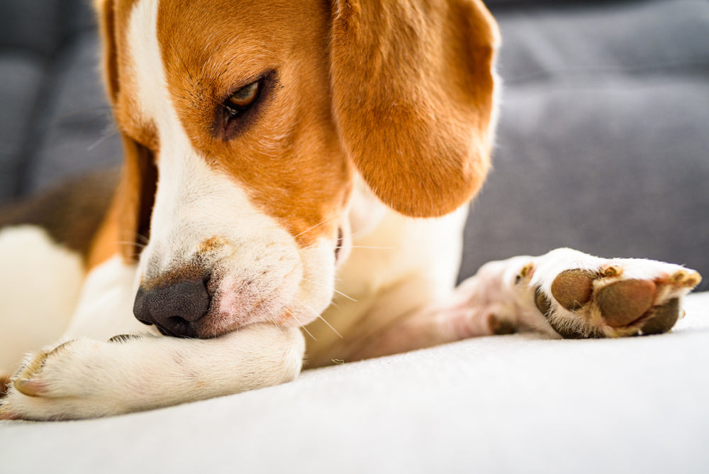 Loratadine (Claritin®) for Dogs and Cats