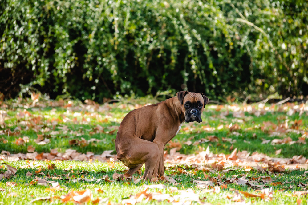 How Often Should a Dog Poop? What’s Normal for Dogs