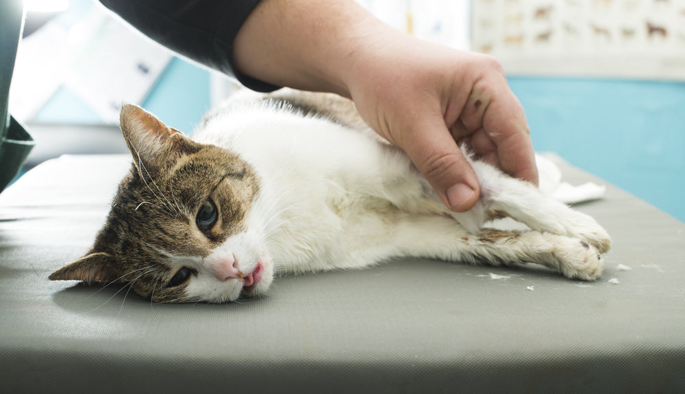 Pregabalin for Cats and Dogs