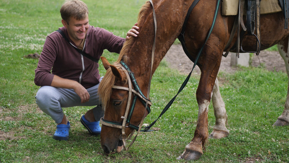 Vet Insight: General Anesthesia in Senior Horses 🐴💤 | 2025 Surgery, Recovery & Age-Related Risk Guide