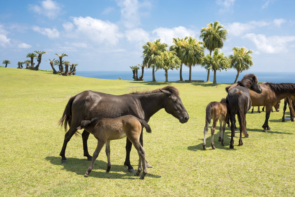 How To Feed a Thin Mare After Weaning
