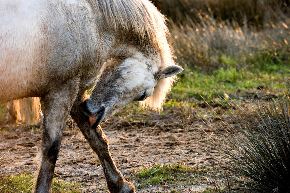 Subsolar Bruising in Horses: Treatment, Recovery and Prevention