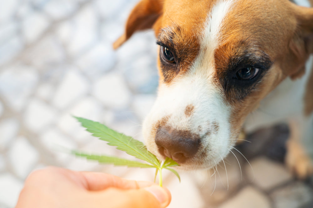 My Dog Ate Weed: What Should I Do?