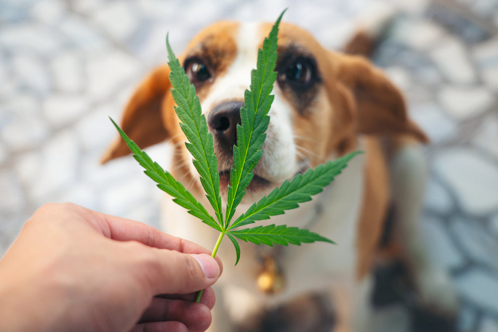Why You Should Never Give Your Dog Marijuana