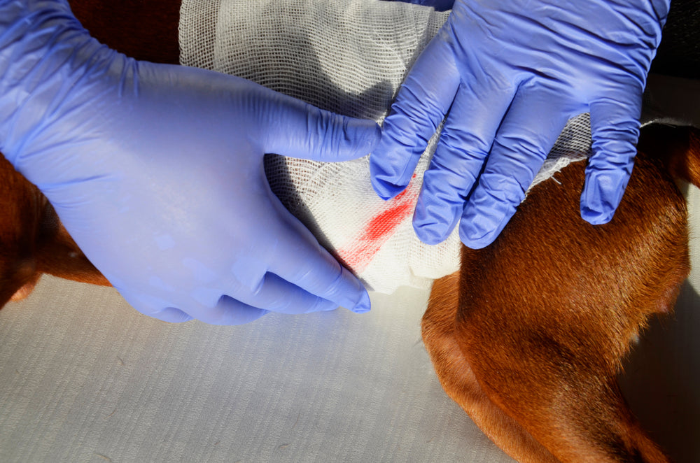 Epsilon Aminocaproic Acid for Dogs and Cats