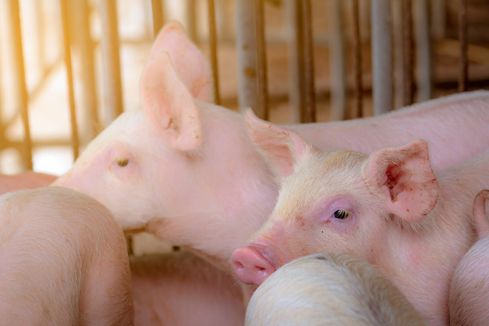 Gastric Ulcers in Pigs