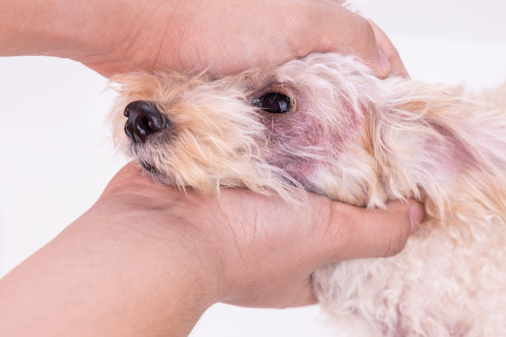 Itraconazole for Pets