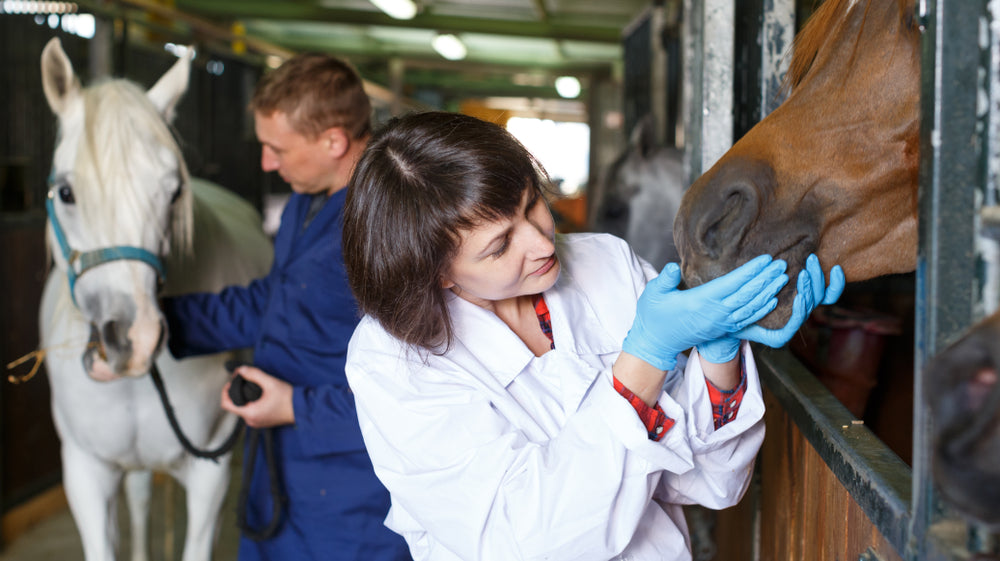 Antibiotic Use in Horse Reproduction
