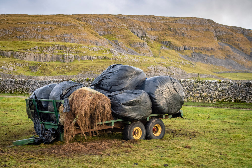 Rain-Damaged Hay for Horses and Cattle