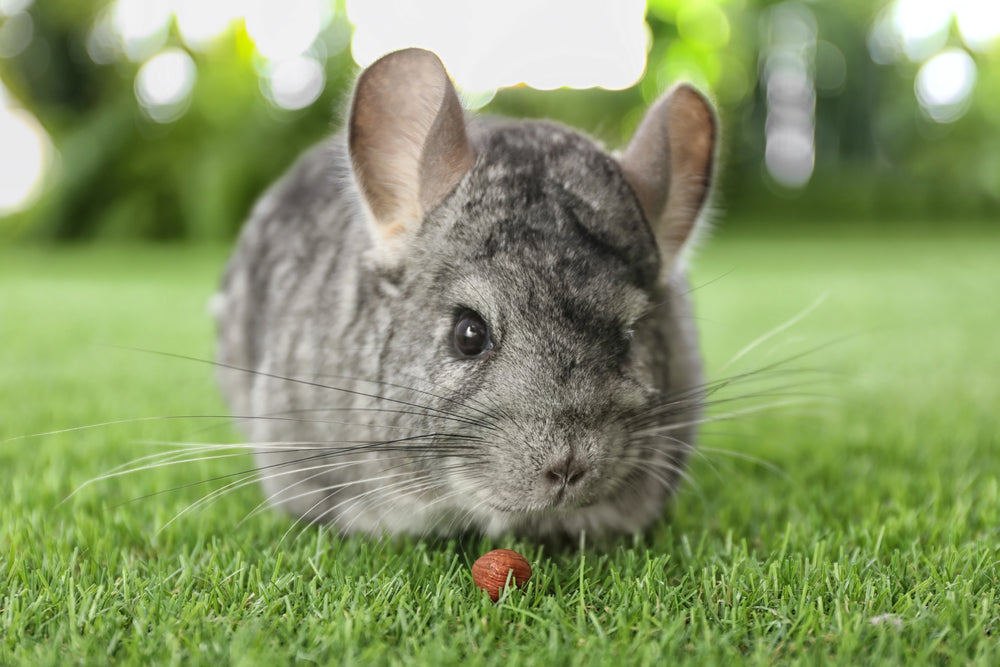 How to Care for a Chinchilla: Housing, Diet, Dust Baths and Health