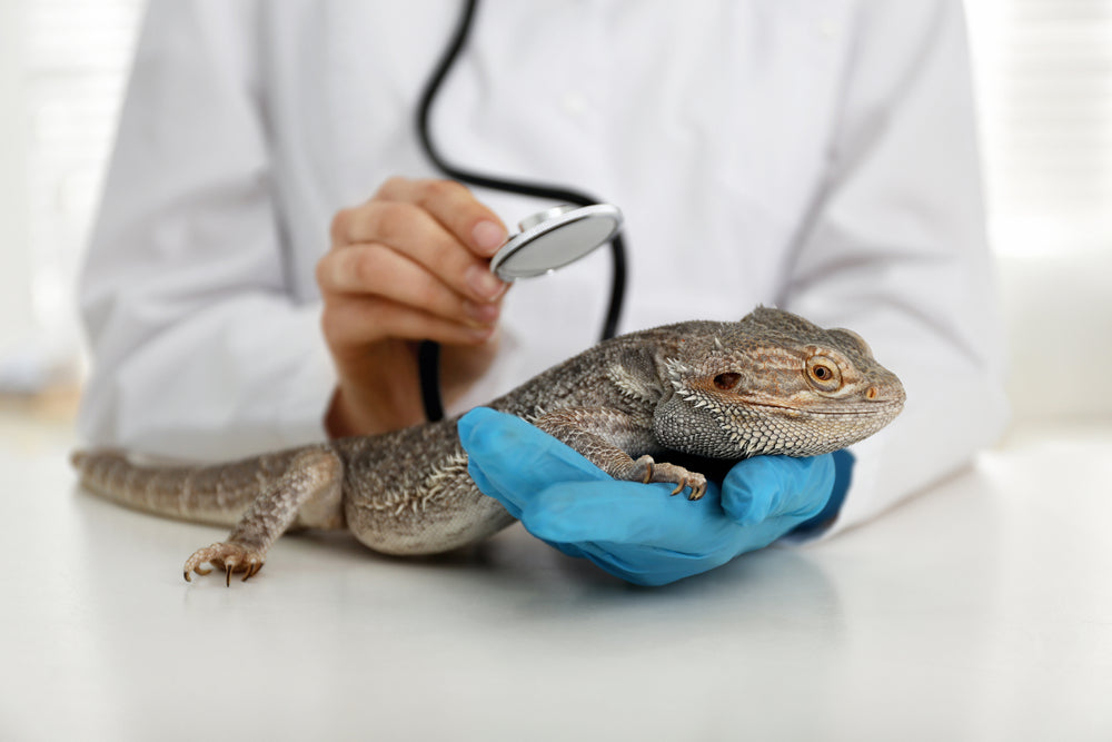 Fatty Liver Disease in Reptiles: A Vet’s 2025 Guide to Hepatic Lipidosis Diagnosis & Care 🐢🩺 | Dr Duncan Houston BVSc