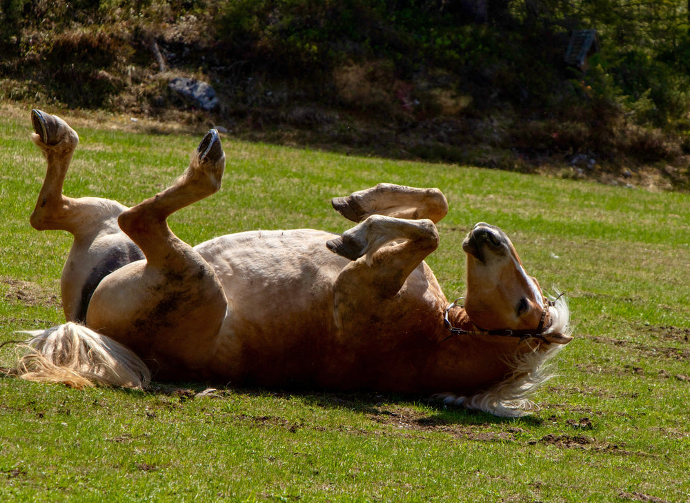 Feeding Fat to Horses: Benefits, Best Sources and How Much Is Safe