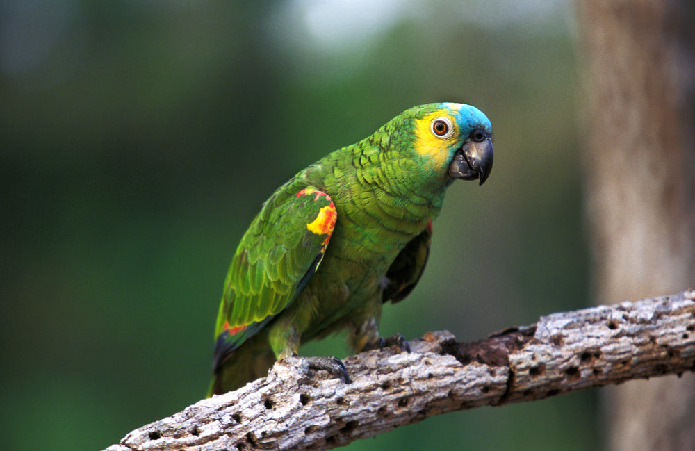 Balancing Your Parrot's Lifestyle in 2025: A Vet’s Guide to Nutrition, Enrichment & Harmony 🦜⚖️ | Dr Duncan Houston BVSc