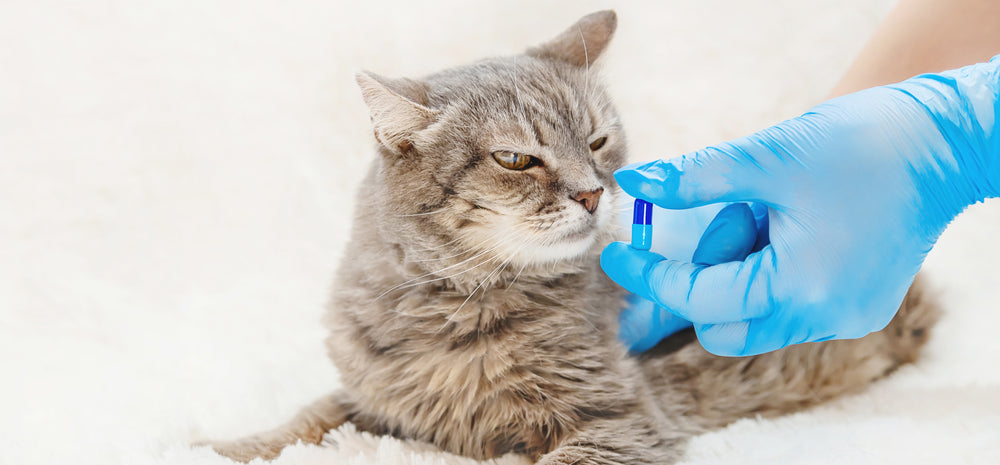 Piroxicam for Dogs and Cats