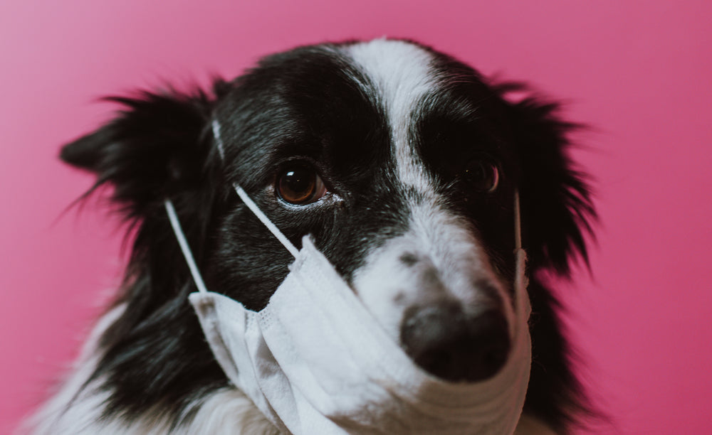 Cyclosporine for Dogs and Cats